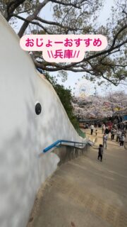 おじょーおすすめ兵庫
桜の季節はやっぱり
📍王子動物園🐘🌸

神戸市内でも随一の桜の名所！
園内には約480本のソメイヨシノが咲き誇っていて、動物たちと桜のコラボが楽しめます。

個人的おすすめは、ミニ遊園地にある“自転車こぎこぎ系”の乗り物！
風を感じながら桜のトンネルを駆け抜けるのが、春ならではで最高です。

夜桜通り抜けも人気ですが、実はすごい行列で数時間待ちになることも…。
なので、ファミリー層が帰り始める「午後からのんびりお花見」が断然おすすめ！

ベンチに座って桜を眺めたり、動物を見ながら季節を感じられるスポット、
王子動物園、ほんとにいいところです〜！

⸻

Oji Zoo in Kobe is one of the best cherry blossom spots in the city!
You can enjoy about 480 cherry trees blooming alongside adorable animals.
And don’t miss the small amusement park—especially the pedal rides with sakura views!
It’s like riding through a tunnel of pink.

If you’re planning to visit, afternoon is the best time.
The night cherry blossom event gets super crowded, so skip the long lines and enjoy a calm spring stroll instead!

⸻

#王子動物園 #王子公園 #oojizoo #神戸 #kobe #hyogo #桜 #sakura #お花見スポット #桜の名所 #関西おでかけ #春のおでかけ #子連れおでかけ #ファミリーおでかけ #兵庫観光 #ojizoo #cherryblossoms #japantravel #springinjapan #sakuraspot