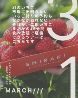 今回お世話になるのは、白木農園さん@shirakinoen 

想い溢れる乗務員さんが
車椅子の方でも楽しめるようにと
いろんな農園さんにお話聞きに行って
決めてきた農園さん。

そして、まさかの園主さんも3代目。
私はお会いしたことないけど、
同じ3代目として勝手に親近感を抱いてます。笑

当日は
二郎いちご のお話も
少ししていただける予定です。

普通のいちご狩りでは
いちごの取り方や食べ方の説明で終わることが多いですが

今回は
二郎の歴史や、
なぜ「幻のいちご」と呼ばれるようになったのか。

そんな背景も、
園主さんの想いと一緒に聞けたら嬉しいなと思っています。

いちごを食べるだけじゃない
少し特別ないちご狩りになりそうで
私も今から楽しみです。

東灘発着の小さなバス旅。
少しずつ動き始めています🍓