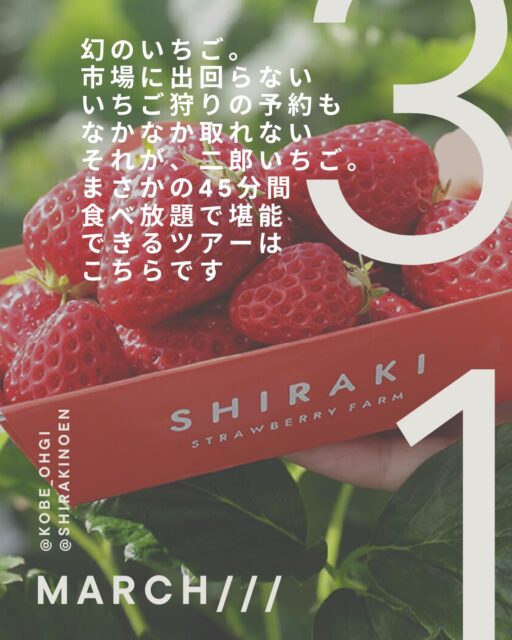 今回お世話になるのは、白木農園さん@shirakinoen
想い溢れる乗務員さんが
車椅子の方でも楽しめるようにと
いろんな農園さんにお話聞きに行って
決めてきた農園さん。
そして、まさかの園主さんも3代目。
私はお会いしたことないけど、
同じ3代目として勝手に親近感を抱いてます。笑
当日は
二郎いちご のお話も
少ししていただける予定です。
普通のいちご狩りでは
いちごの取り方や食べ方の説明で終わることが多いですが
今回は
二郎の歴史や、
なぜ「幻のいちご」と呼ばれるようになったのか。
そんな背景も、
園主さんの想いと一緒に聞けたら嬉しいなと思っています。
いちごを食べるだけじゃない
少し特別ないちご狩りになりそうで
私も今から楽しみです。
東灘発着の小さなバス旅。
少しずつ動き始めています🍓