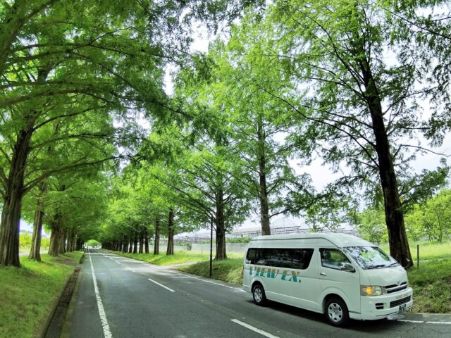 まるで緑のトンネル🌿

滋賀県のメタセコイア並木と
扇のジャンボハイヤー。

目的地へ向かう時間も、大切な旅の思い出📸
少人数のグループ旅行やご家族旅行でも、
ゆったり快適にお過ごしいただけます✨

季節ごとに表情を変える風景との出会いも、
貸切旅の楽しみのひとつですね

皆さんは新緑と紅葉、
どちらのメタセコイア並木がお好きですか？